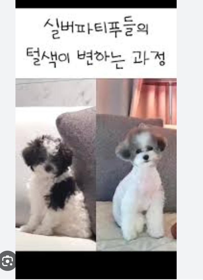 그치만 그 이쁜친구들 중에서 못생긴애들만 마음에 드는사람이 저에요 안팔리는애들만 찾아서 보여달라하니까 주인도 ???? 하면서 꺼내줌 내가 오늘