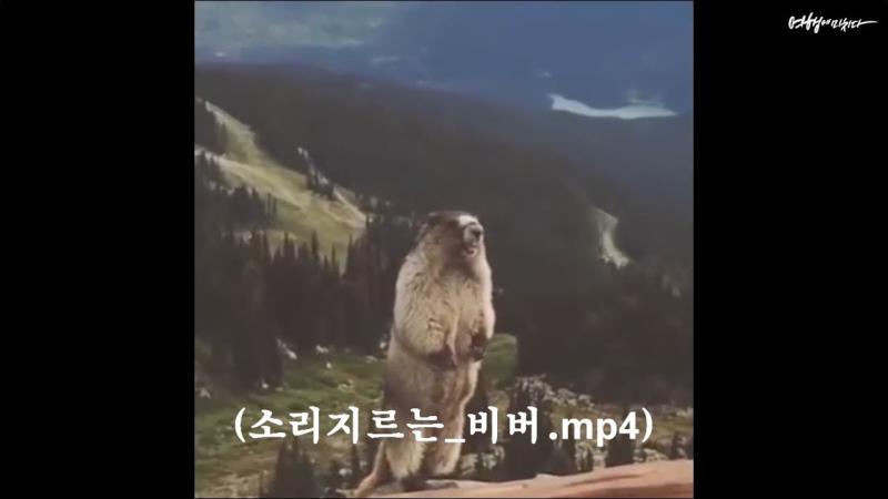 소리지르는 비버.mp4