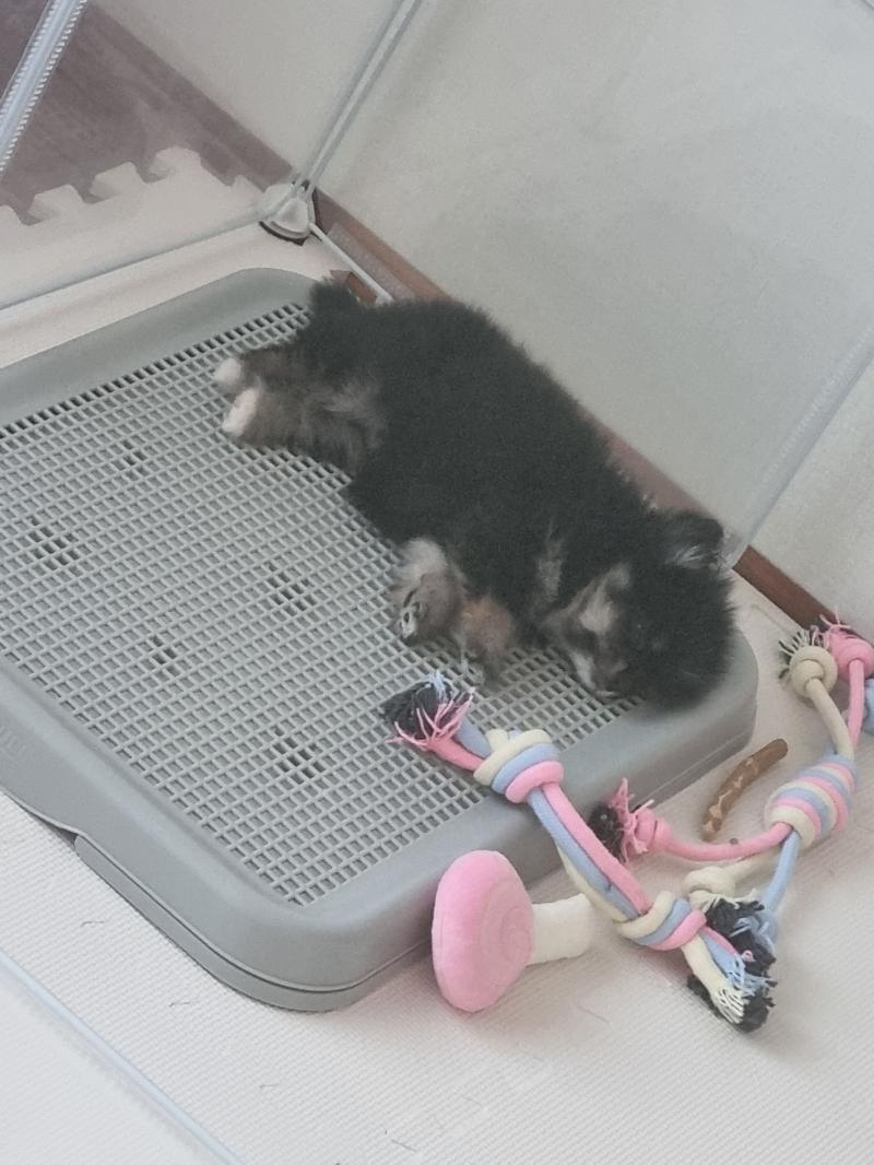 4100히트기념 송이 사진