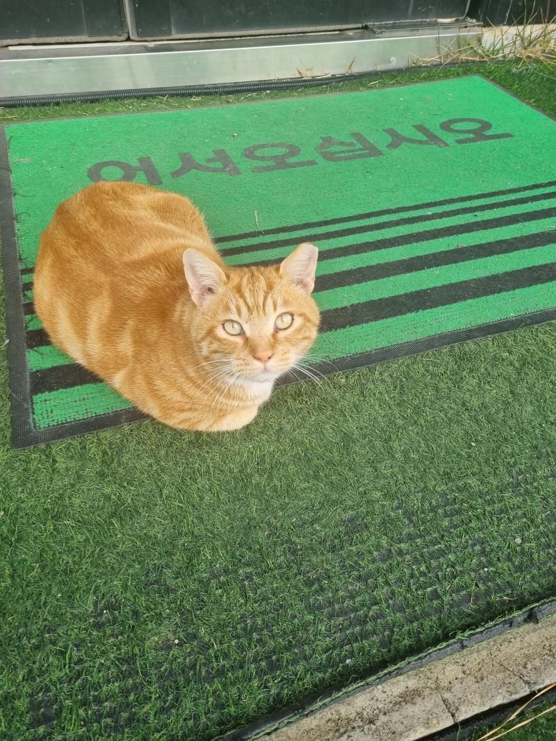 카페 다녀옴 괭이 카페 앞에 앉아있던데 뭔가 합성 같네ㅋㅋㅋ