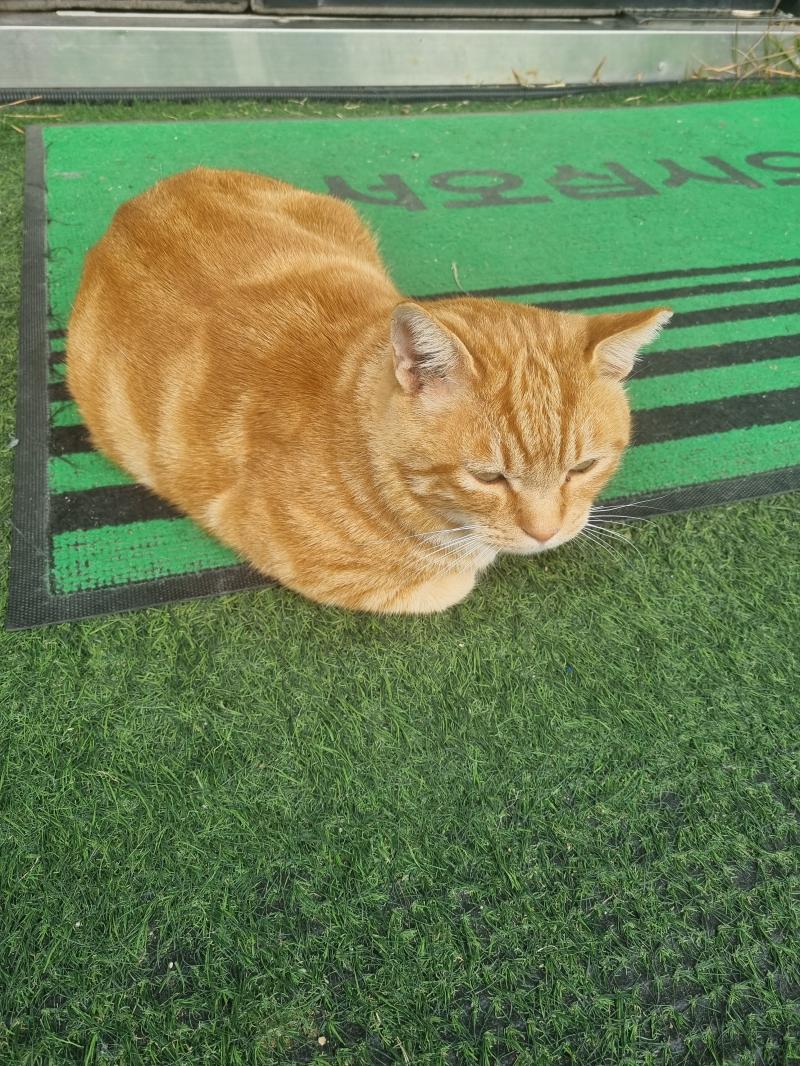 카페 다녀옴 괭이 카페 앞에 앉아있던데 뭔가 합성 같네ㅋㅋㅋ