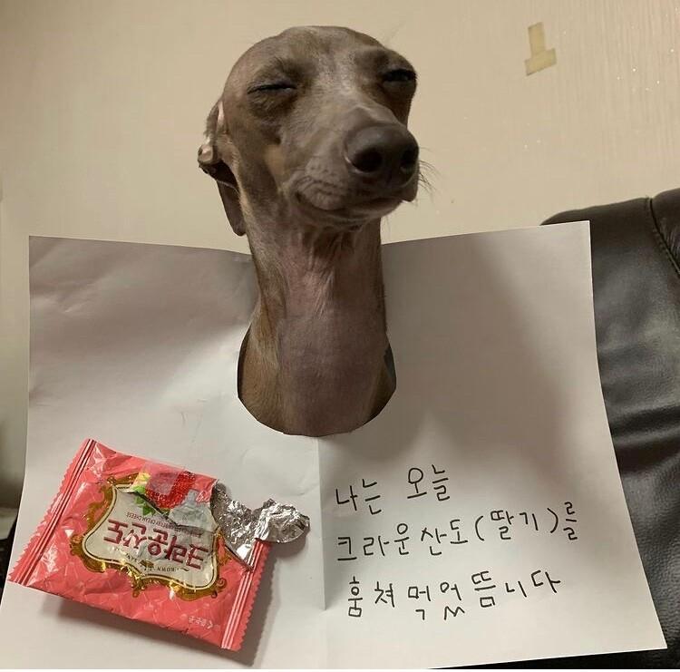 내가 네 과자를 먹었다 주인아 크큭 >>312 사진 잘못 올려서 수정하는데 자꾸 오류나서 다시 씀