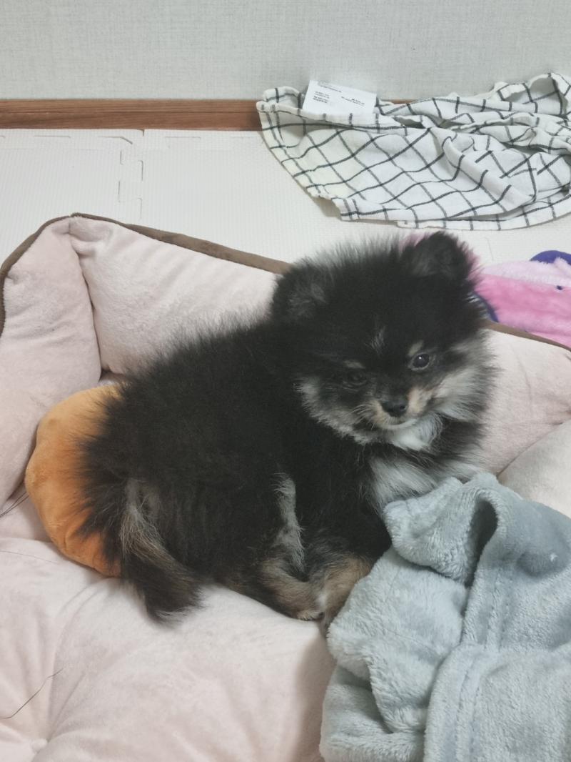 4500히트 기념 우리 시발강아지 사진 하도 좆같이 굴어서 하루종일 분리시켰더니 엄마 미어 하는 사진임 이러고 나서 밥주기 전에 항상 사료로 교