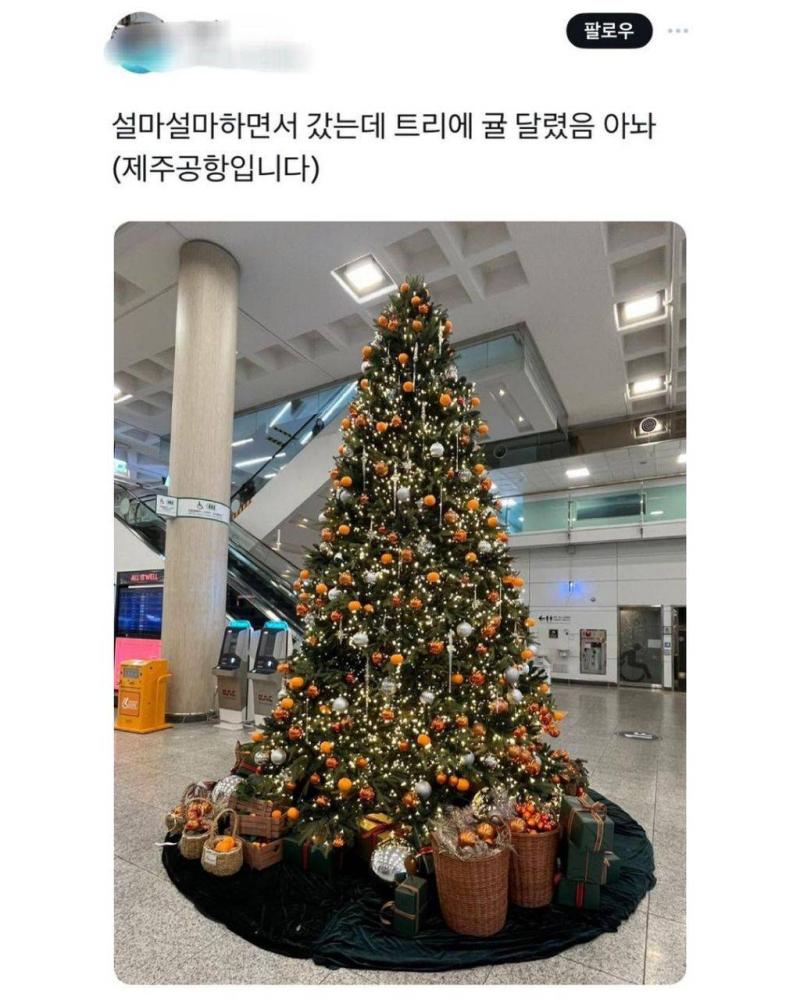 아 귀여워ㅋㅋㅋㅋㅋㅋ 제주도 트리에는 감귤이 달리네 빵귀