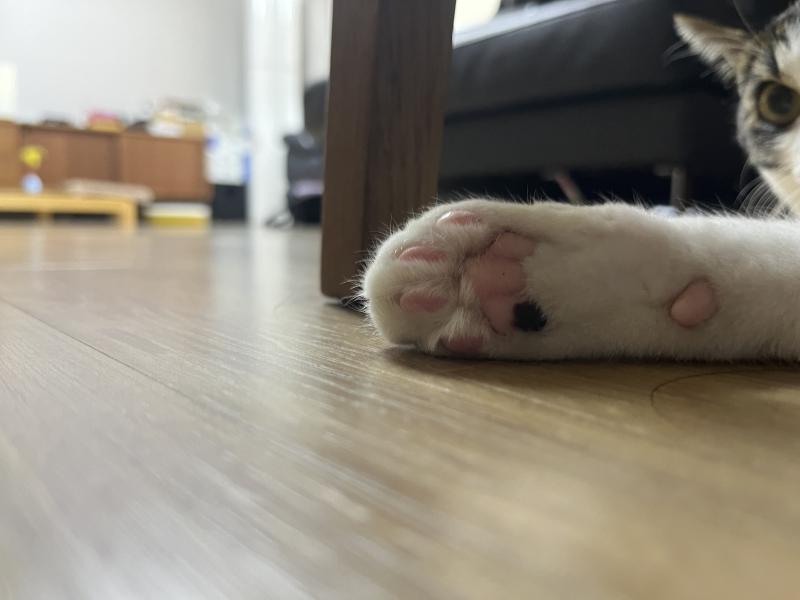 울집 괭이 발바닥 보고가..
