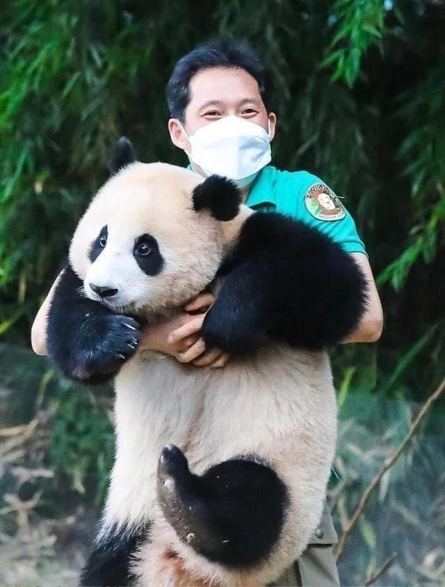 내 영원한 아기판다 푸야랑 송바오님 보고가 ㅠㅠ