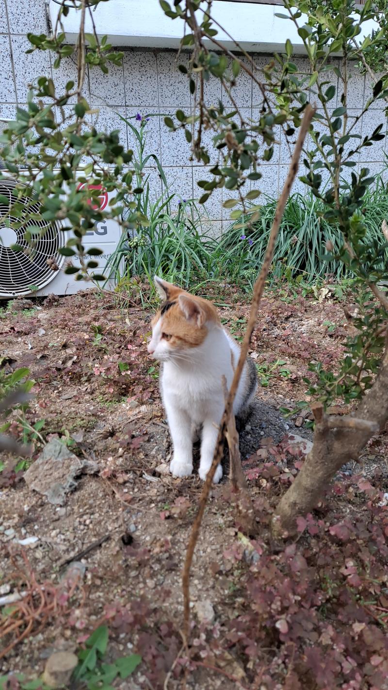 그리고 언제인지는 가물가물하지만 어느 순간부터 삼색 고양이랑 까만 고양이도 등장했어 이름은 그대로 삼색이랑 까미로 지었고. 처음 발견했을 땐 삼