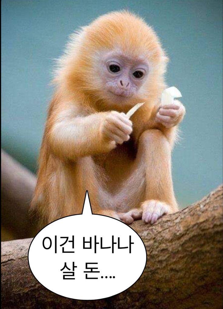 돈없는 숭숭이들
