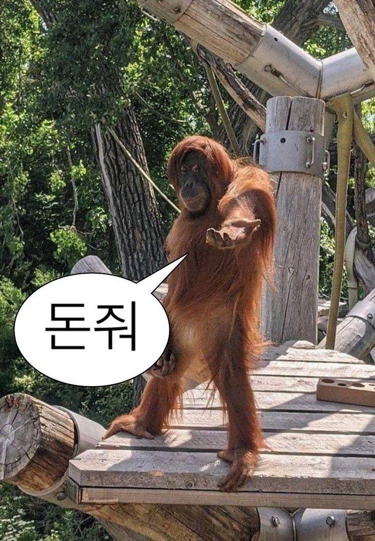 돈없는 숭숭이들