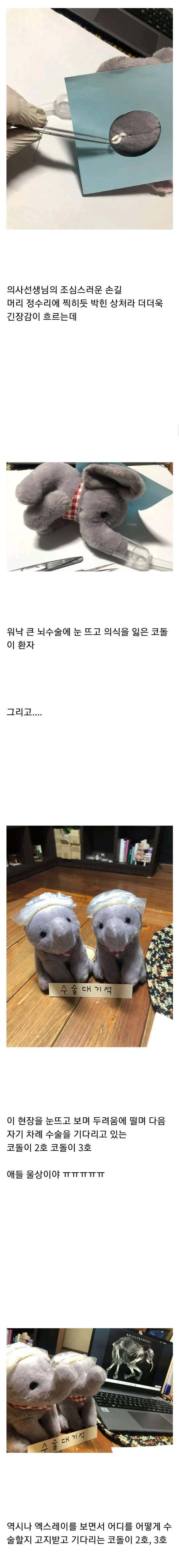 코끼리인형 수술 집도