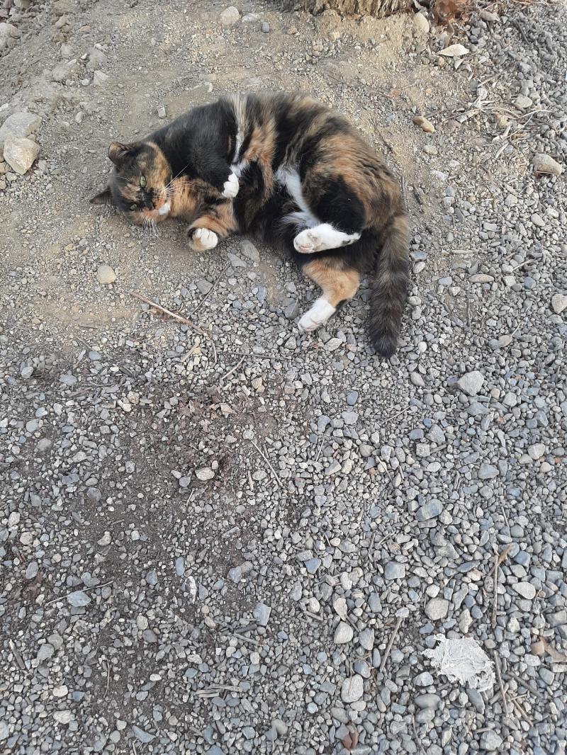혼란스러워진 스레에 정화짤 올려야지 애교많은 길냥이