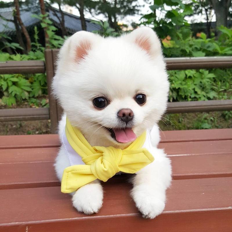 직접 찍은 사진은 없어서 인터넷에서 줍줍하고 간당! 각각 냥이 햄스터 강아지야