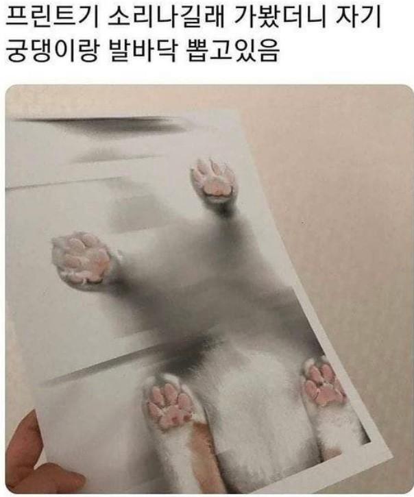 사소한 짤