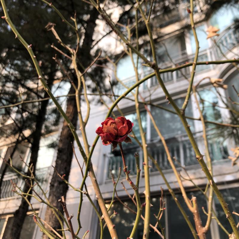 언젠가의 장미 추운 날에도 혼자 꿋꿋이 버텨낸 장미처럼 나도 아무리 춥고 시린 날이 오더라도 꿋꿋이 버텨낼 수 있길 죽지 않고 살아내길