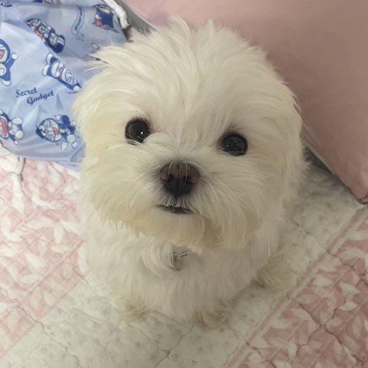 인형같이 생긴 강아지..