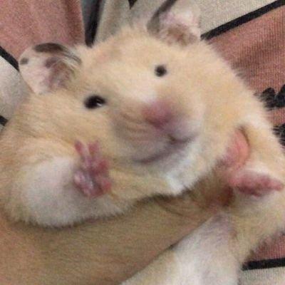 햄스터 햄스터 햄스터~~~