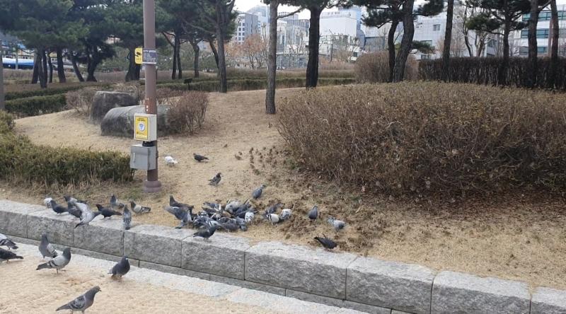 참새도 바글바글하면 징그럽구나...