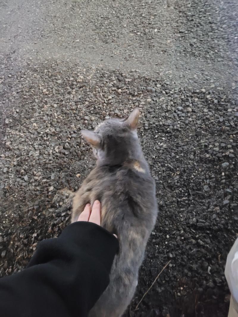 복실복실 고영