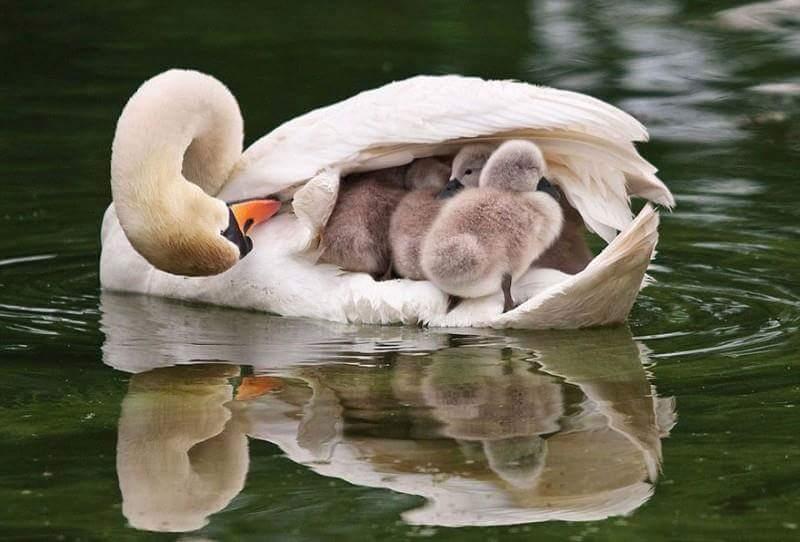 외국에서 오리배를 swan boat라고 한다던데 이거 보면 왜 그런지 이해가 간다