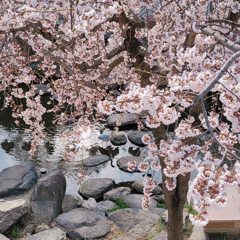 벚꽃🌸🩷