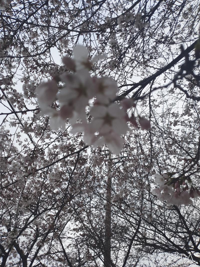 꽃!!!🌸💮🌸💮