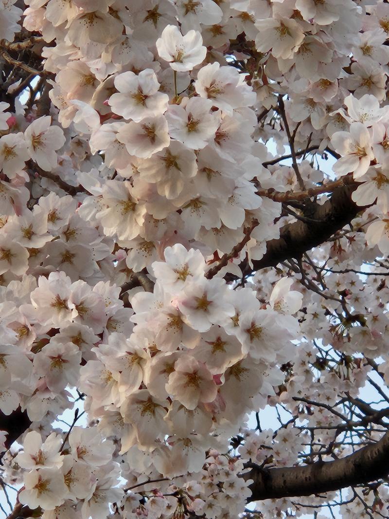 나 언제쯤 연애할 수 있을까? 복채는 내가 찍은 벚꽃 사진이야🌸