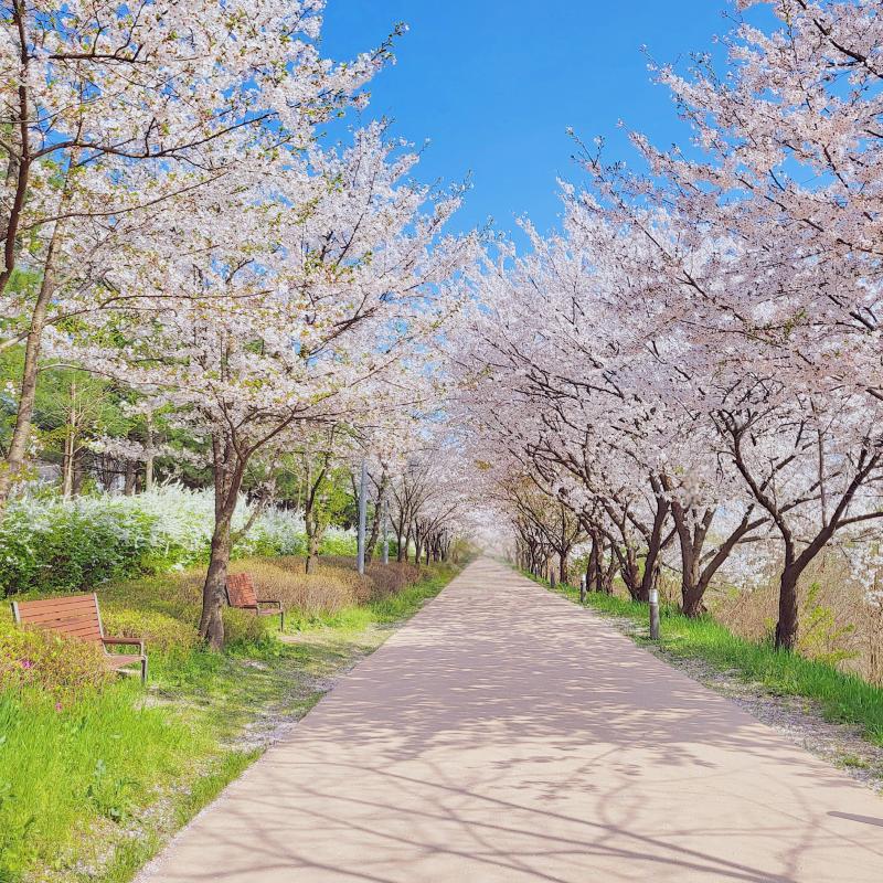 그리고 한바퀴 돌다 왔는데 원래 벚꽃시즌엔 붐비긴 했지만 올해는 저기가 있어선가 더 사람많은 기분