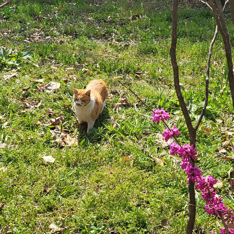 그리고 치즈냥🐱