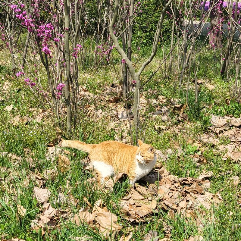 그리고 치즈냥🐱