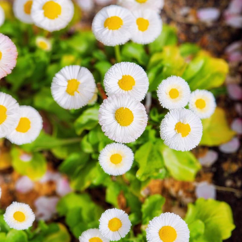 산책 다녀오면서 잉글리쉬 데이지, 튤립, 마지막 벚꽃 봤당🌷🌸🩷