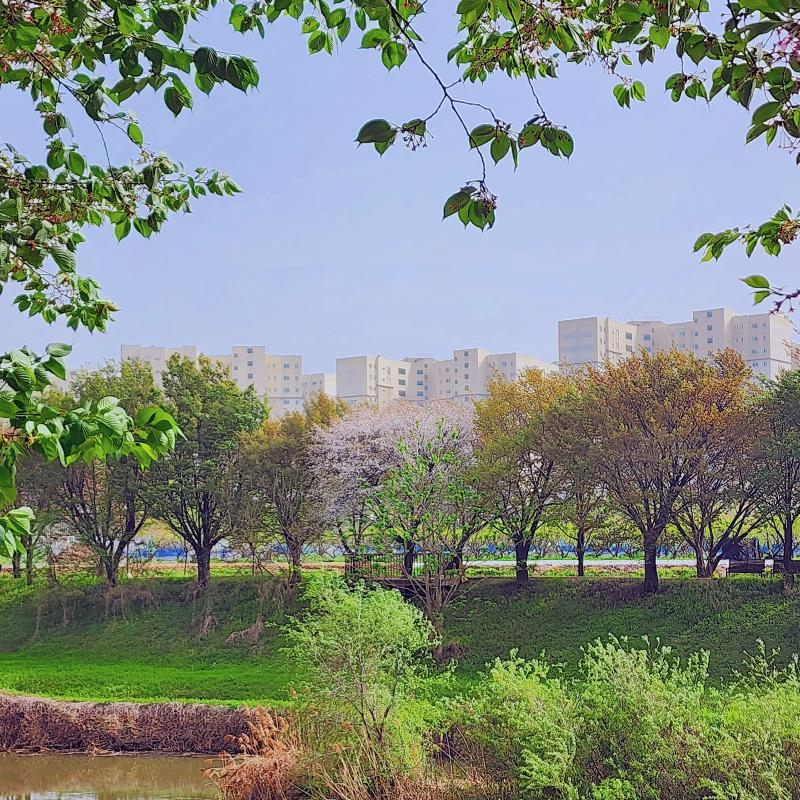 산책 다녀오면서 잉글리쉬 데이지, 튤립, 마지막 벚꽃 봤당🌷🌸🩷