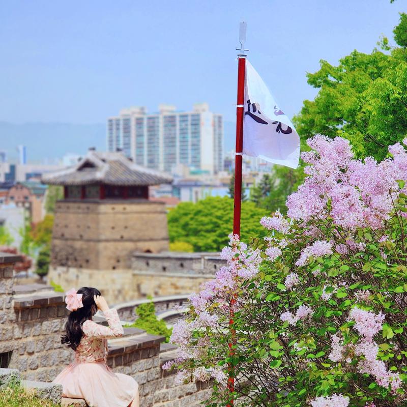 노렸던 서부해당화는 거의 다 졌지만 라일락 명소발견💜