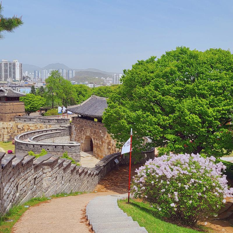 노렸던 서부해당화는 거의 다 졌지만 라일락 명소발견💜