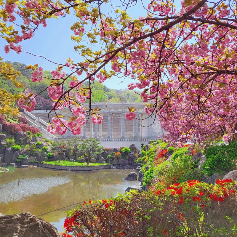 오늘은 겹벚꽃 보구와따🌸🩷
