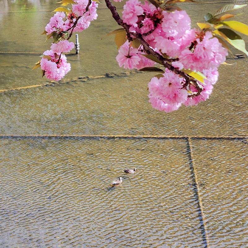 오늘은 겹벚꽃 보구와따🌸🩷