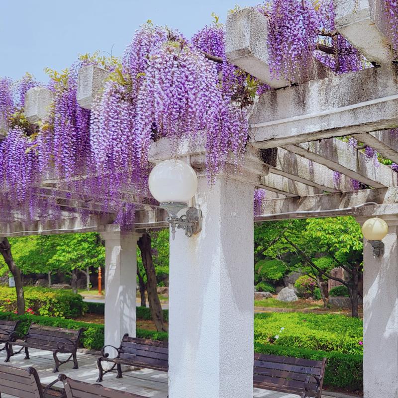 등꽃 보기💜