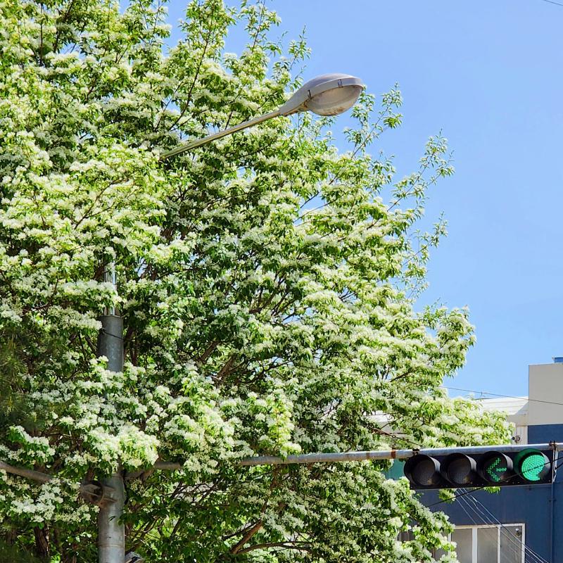 이팝나무 보러 갔는데 아직 만개는 아니네 담주에 비 와도 남아있으면 찍어야지 이건 그나마 풍성한거