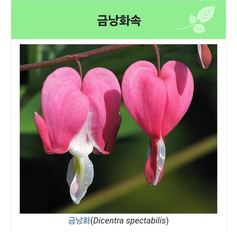 금낭화도 참 예뿌다고 생각 어릴 때 핑크색 머리의 소녀 같아서 죠아했듬 안핀건 하트같이 생겼구