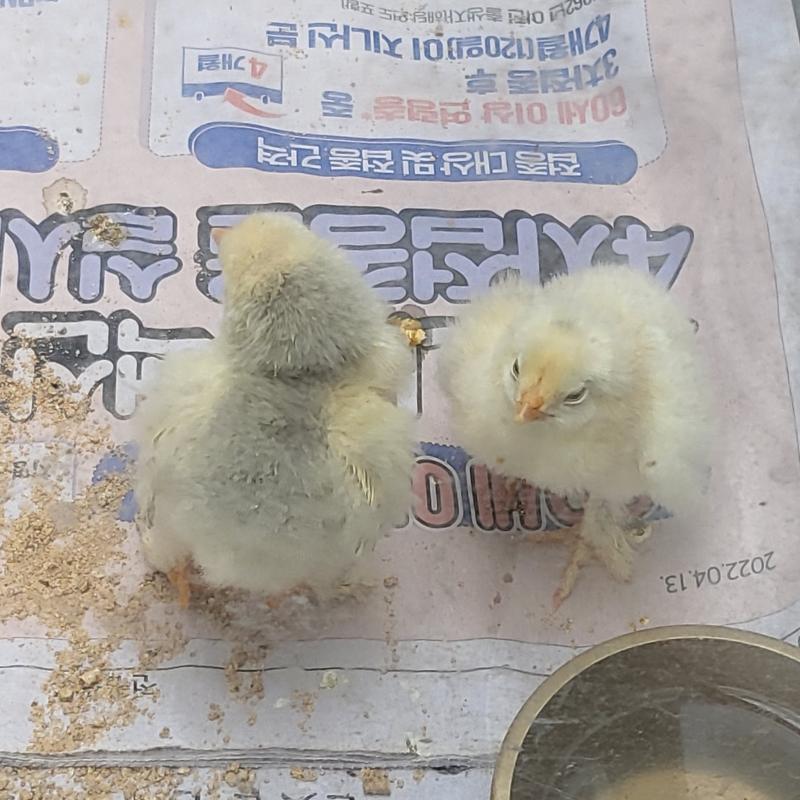 뺙뺙이 엄청 따뜻하고 보드라웠듬..💛부기씨도 봤는데 전혀 미동도 없더란