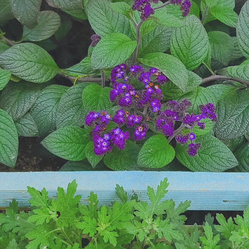 꽃과 허브 가득🥰금어초는 참 예쁜데 시들면 해골모양이 된다는거..ㅋㅋㅋ헬리오토로프는 인소 제목으로 처음 알게 되어서 그런지 기억에 오랫동안 남는