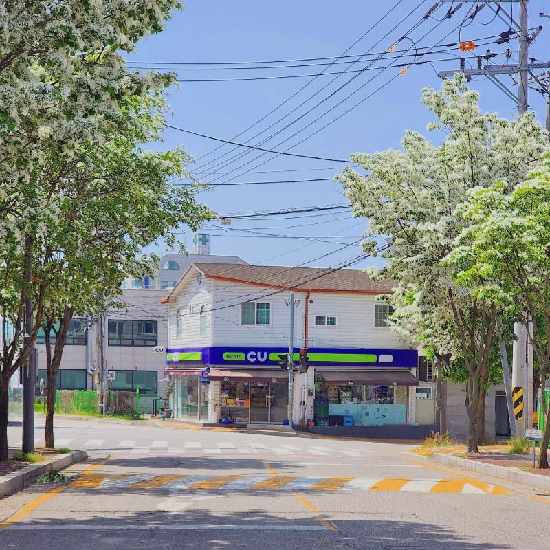 낼 비오기 전에 이팝나무 담아보기🤍작년에 이렇게 찍고 싶었는데 놓쳐서 올해엔 꼭 담아봄 뭔가 타이밍이 안 맞아서 3번의 시도 끝에 건진 사진