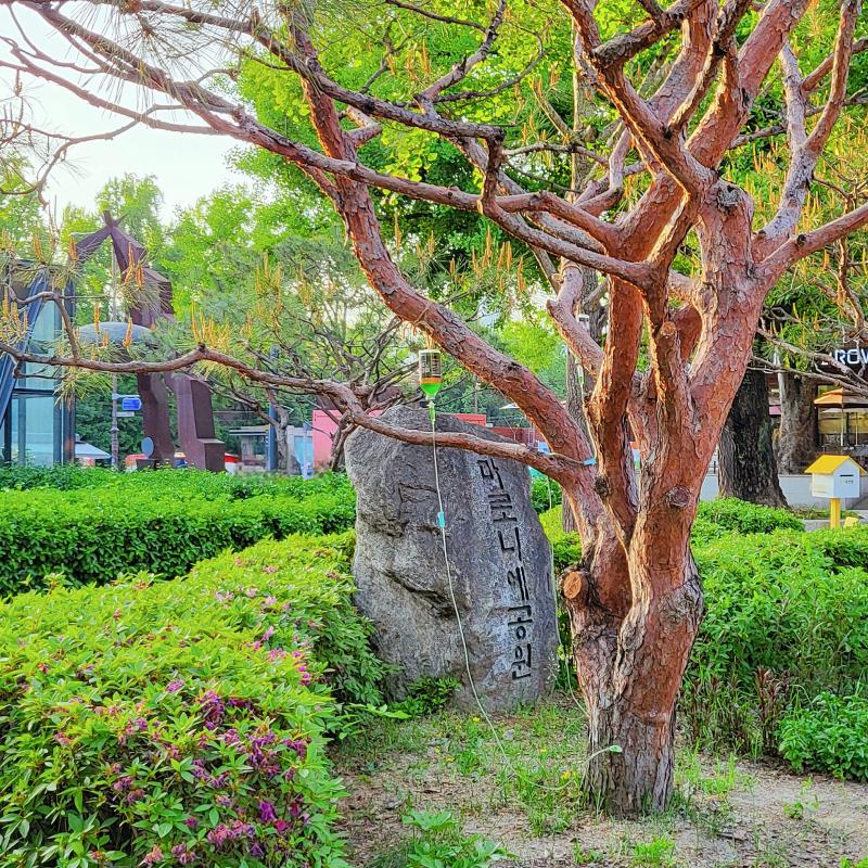 마로니에 공원🌳