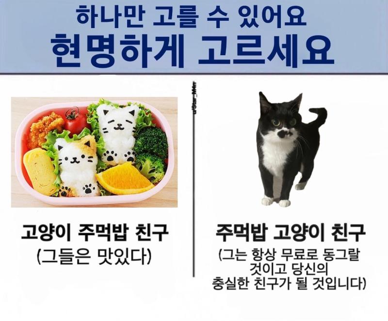 둘 중 뭐를 고를래? 난 주먹밥 고양이 친구 골랐다