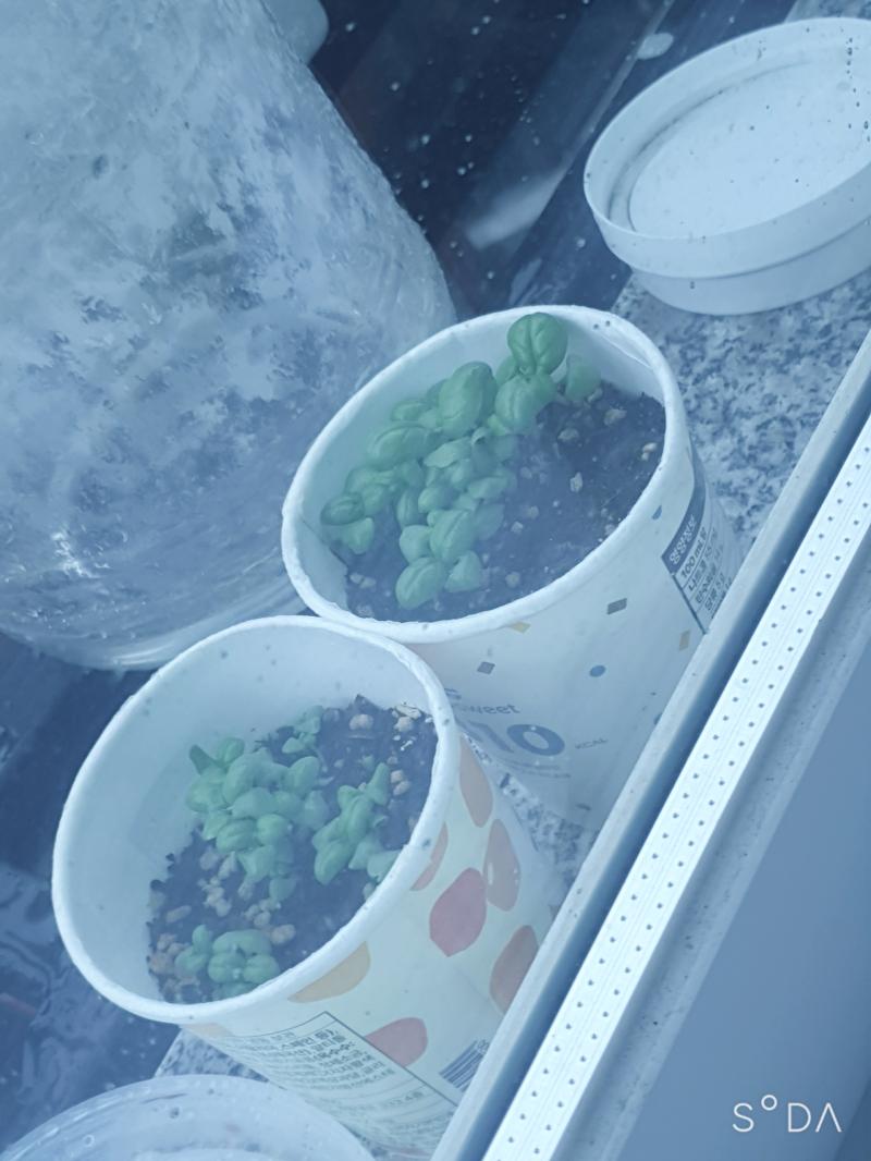 오늘의 바질🌱🌱🌱🌱🌱🌱🌱🌱🌱🌱🌱🌱🌱🌱🌱🌱🌱 다이소에서 얻은 씨앗의 놀라운 성장 속도!