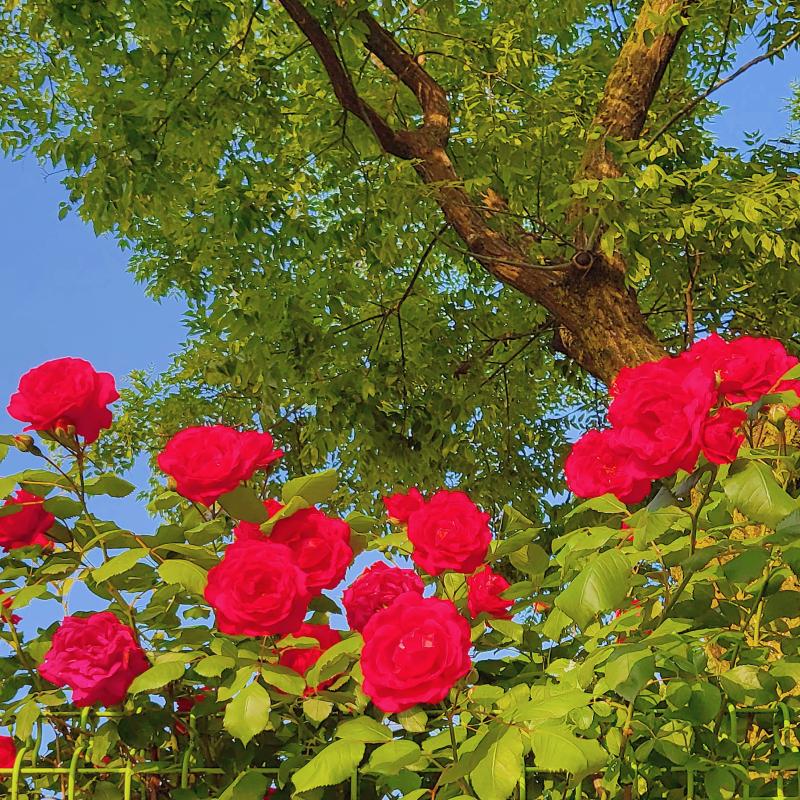 장미🌹역시 여기 장미는 예뿌다❤️