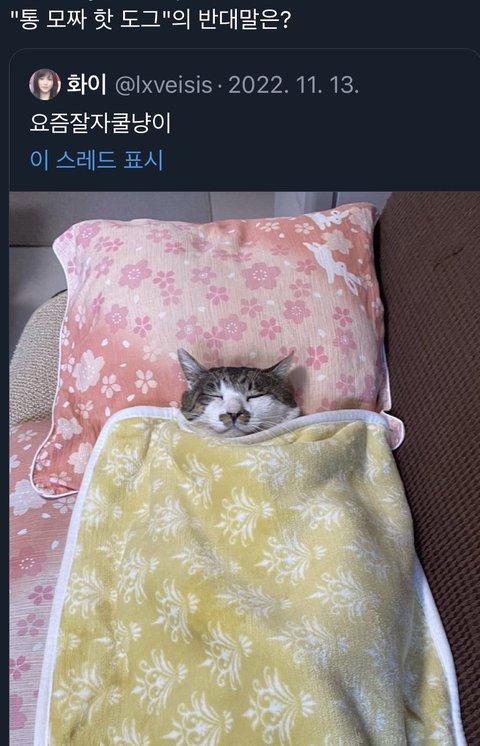 요즘잘자쿨냥이 느그들의 쫙쫙펴진 악당