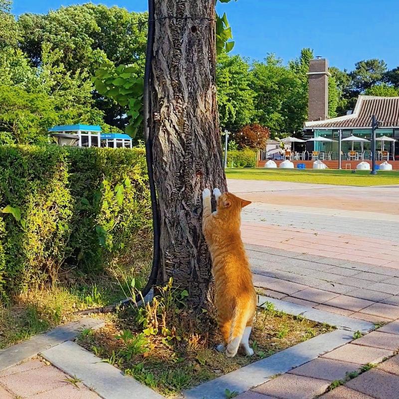 고앵이🐱