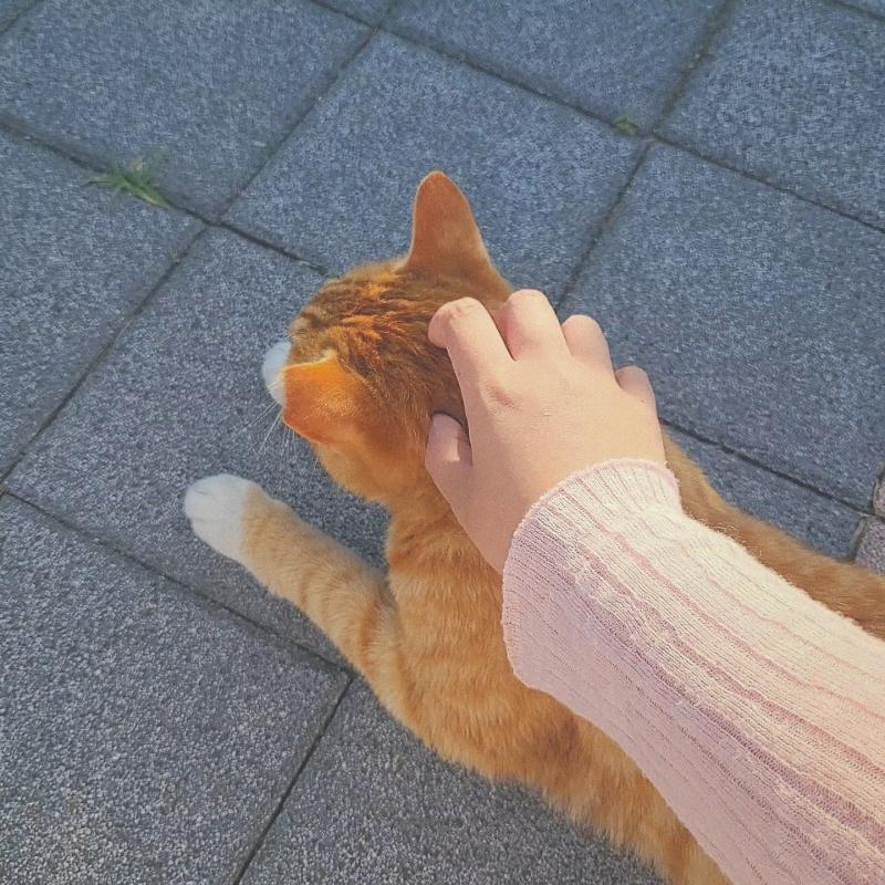 고앵이🐱