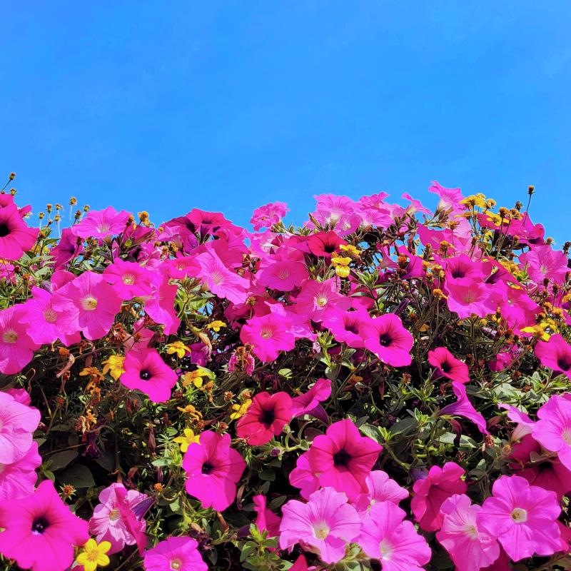 페튜니아, 개망초, 샤스타데이지, 금계국💐