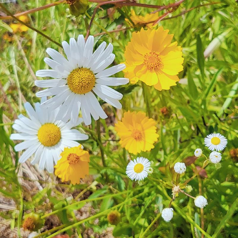 페튜니아, 개망초, 샤스타데이지, 금계국💐